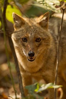 jackal